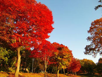 [写真]紅葉している木々