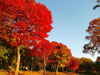 [写真]紅葉がきれいな胎内