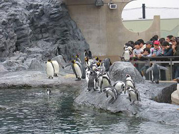 [写真]旭山動物園のペンギン