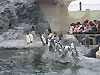 [写真]旭山動物園のペンギン