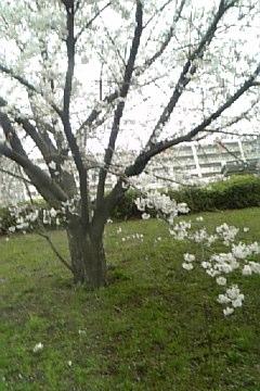 [写真]桜