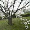[写真]桜