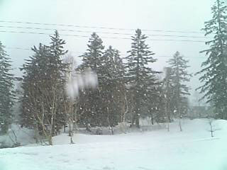 [写真]濡れ雪