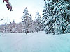 [写真]新雪