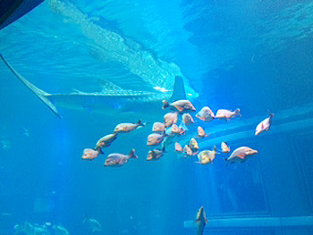 [写真]海遊館