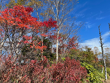 [写真]山は紅葉が始まりましたよ〜