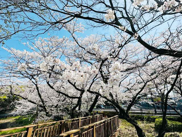 [写真]満開の桜