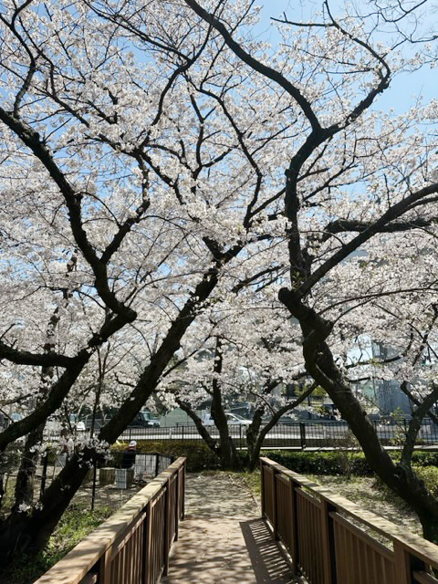 [写真]満開の桜