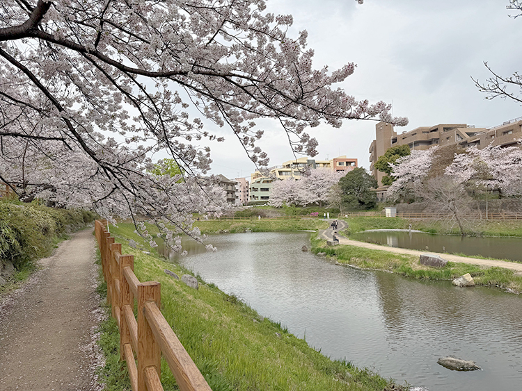 [写真]桜が満開