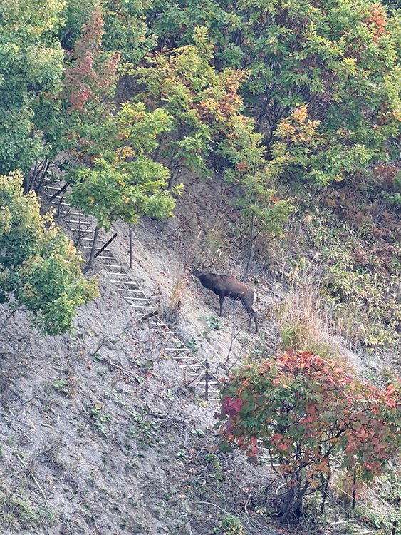 [写真]真駒内公園で見かけた野生の鹿