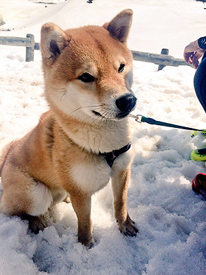 [写真]柴犬の