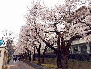 [写真]霞ヶ関の桜並木