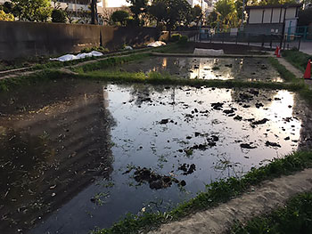 [写真]親水公園の田んぼ