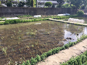 [写真]いつも気になる田んぼ、田植えはまだです