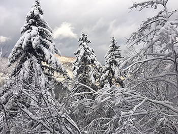 [写真]旭岳へ向かう車窓からの雪の積もった木々の風景