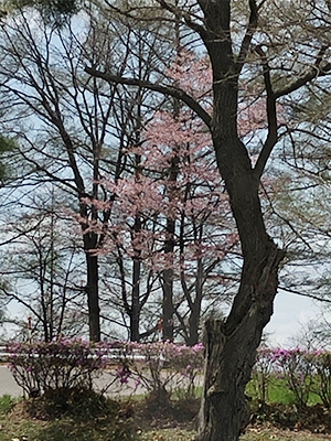 [写真]久保選手の自宅から見える桜