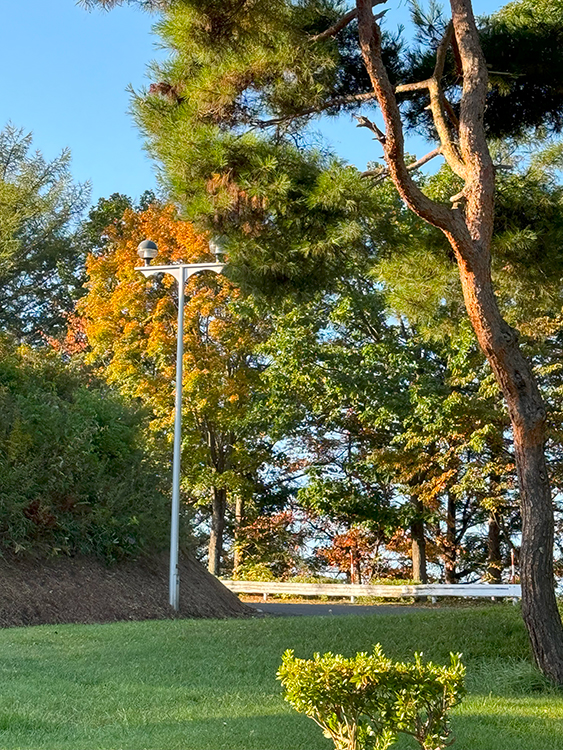 [写真]トレーニング中に見つけた紅葉