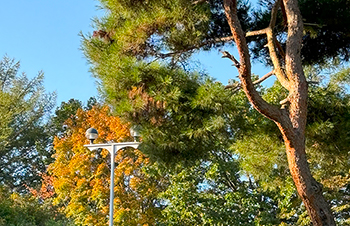 [写真]トレーニング中に見つけた紅葉