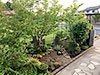 [写真]ジュンベリー・シャラの木、バラ、他のある庭