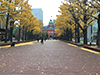 [写真]北海道庁旧本庁舎前イチョウ並木