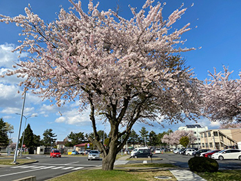 [写真]米軍基地前の桜満開を迎えています