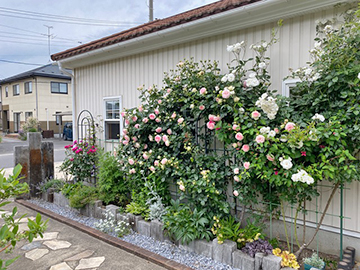 [写真]バラの花が咲き始めました