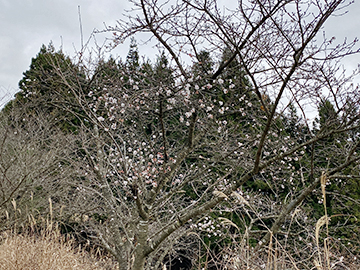 [写真]季節外れに咲く桜