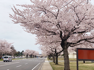 [写真]米軍基地内メイン道路沿いに咲く桜