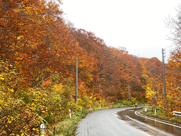 [写真]八甲田の現在の紅葉