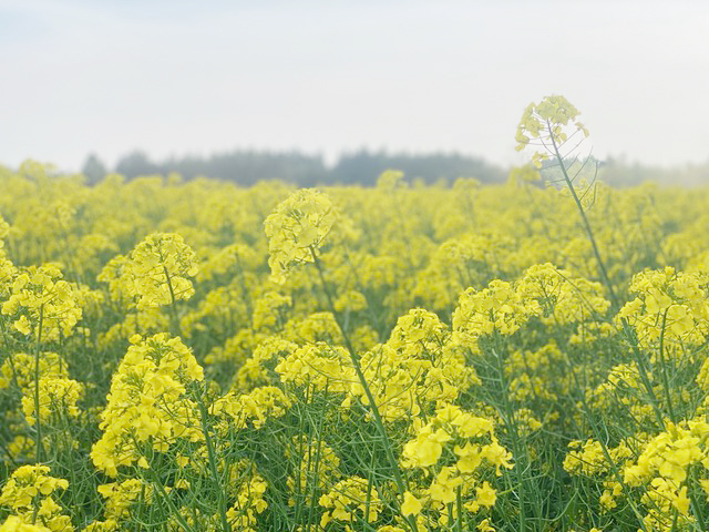 [写真]満開を迎えている菜の花