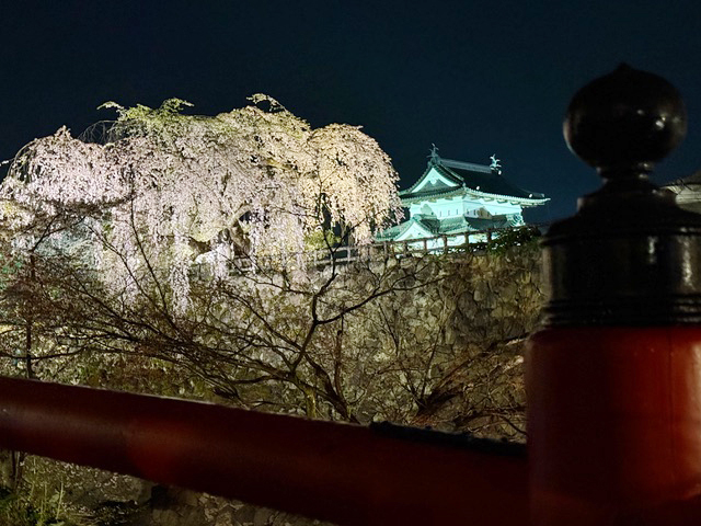 [写真]桜と弘前城