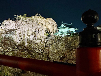[写真]桜と弘前城