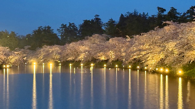 [写真]ライトアップされた桜