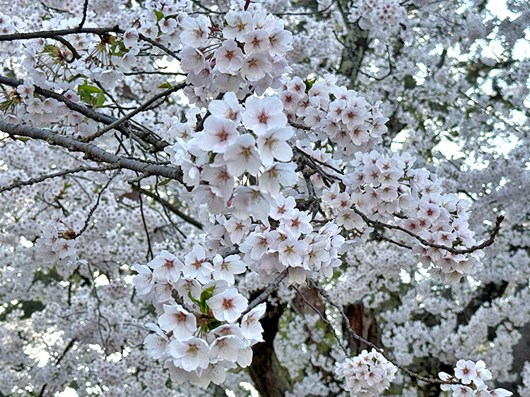 [写真]弘前公園の桜