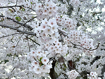[写真]弘前公園の桜