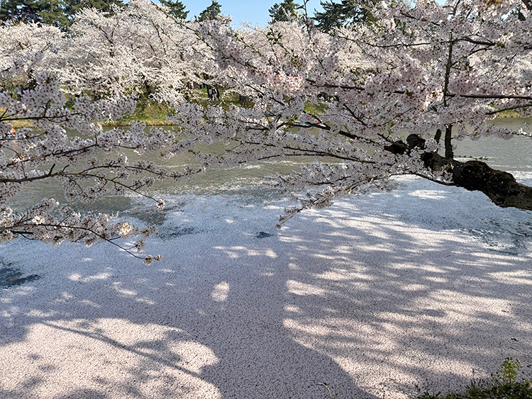 [写真]弘前公園の桜