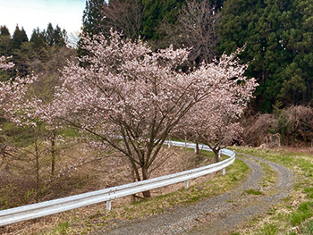 [写真]ランニングコース途中に咲く桜