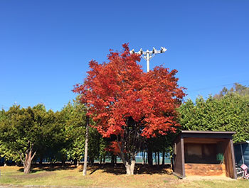 [写真]青空の下、駐車場の木の紅葉