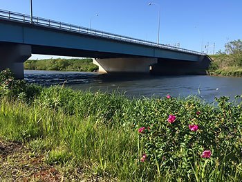 [写真]川と河川敷に咲く花