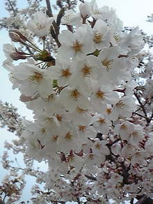 [写真]満開の桜