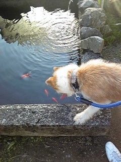 [写真]犬が池にいる金魚を眺めている