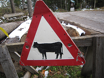 [写真]牛に注意