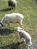 [写真]ニュー･グリーンピア津南にいた羊