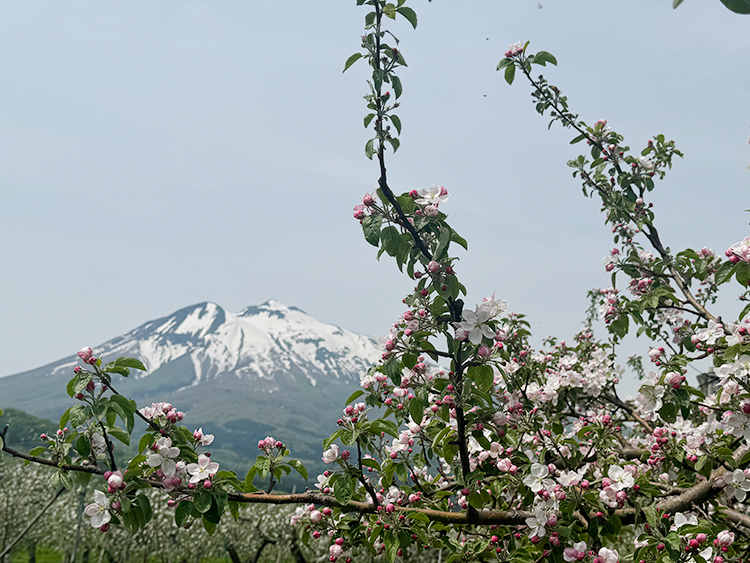 [写真]リンゴの花と岩木山