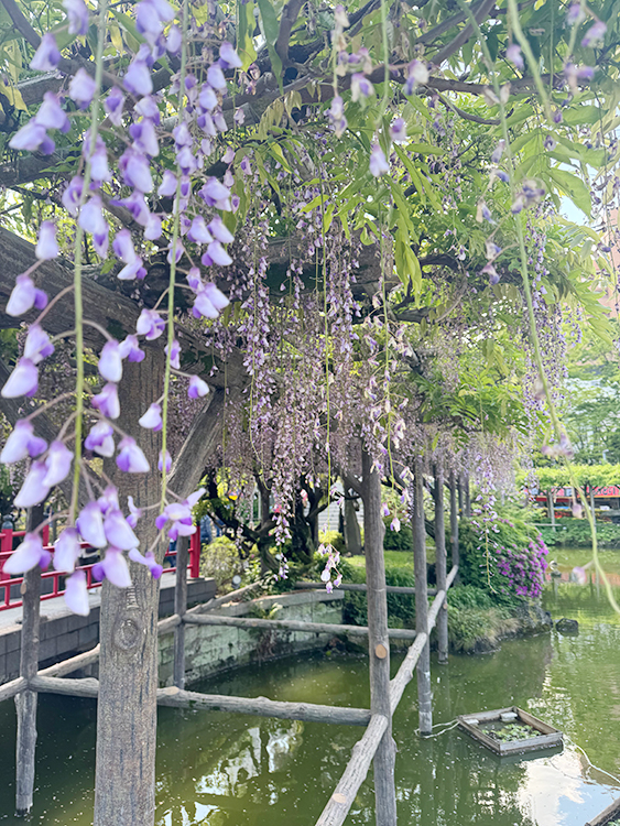 [写真]亀戸天神の藤の花