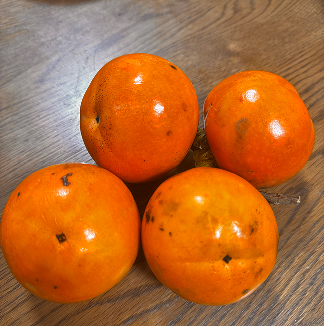 [写真]実家の柿