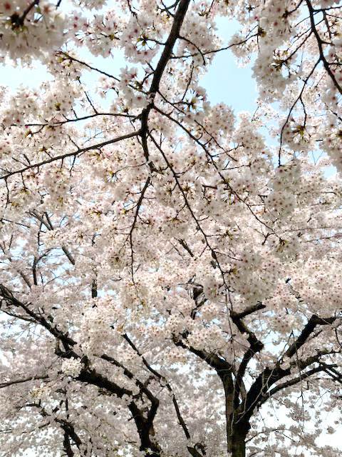 [写真]桜が咲くその日まで