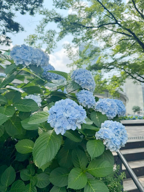 [写真]東京駅近くのアジサイ