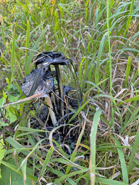[写真]ササクレヒトヨタケ（老菌）