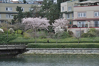 [写真]バンクーバーの桜